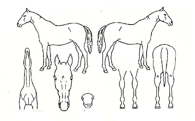 ·¹Àκ¸¿ìÁî·¦¼ÒµðÀÚ¸¶ÀÇ Ãø¸é,¿ì¸é,µÞ¸é,µÎ»ó,´Ù¸®ÀÇ Æ¯Â¡µµÇØ