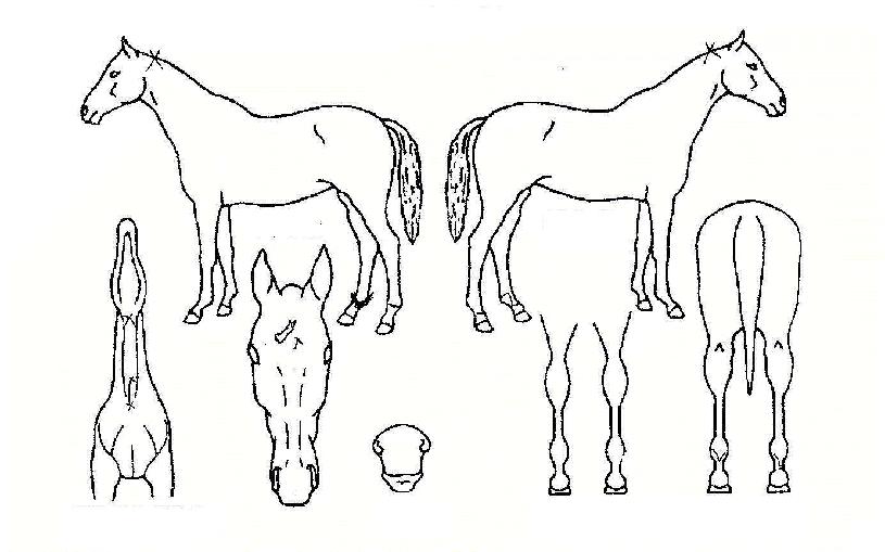 �����Ǳ��� ����,���,�޸�,�λ�,�ٸ��� Ư¡����