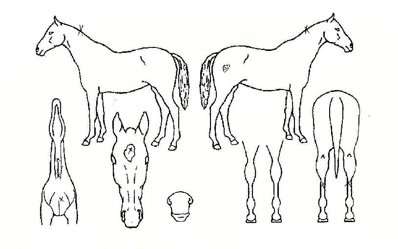 ���絵�̴Ͼ��ڸ��� ����,���,�޸�,�λ�,�ٸ��� Ư¡����