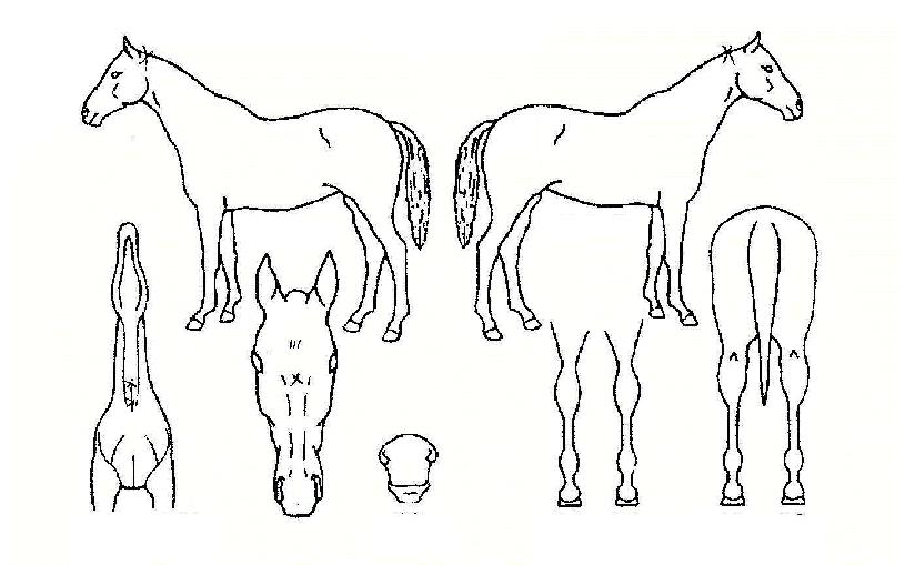 ���̾ƽ��� ����,���,�޸�,�λ�,�ٸ��� Ư¡����