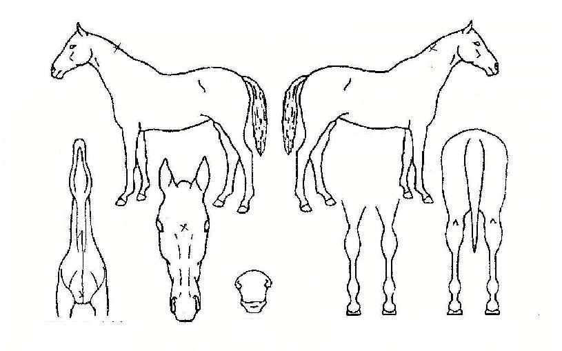 ¸í¹®¿Õ°¡ÀÇ Ãø¸é,¿ì¸é,µÞ¸é,µÎ»ó,´Ù¸®ÀÇ Æ¯Â¡µµÇØ