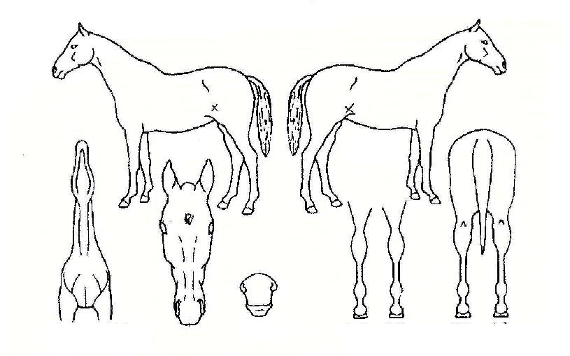 ���������� ����,���,�޸�,�λ�,�ٸ��� Ư¡����