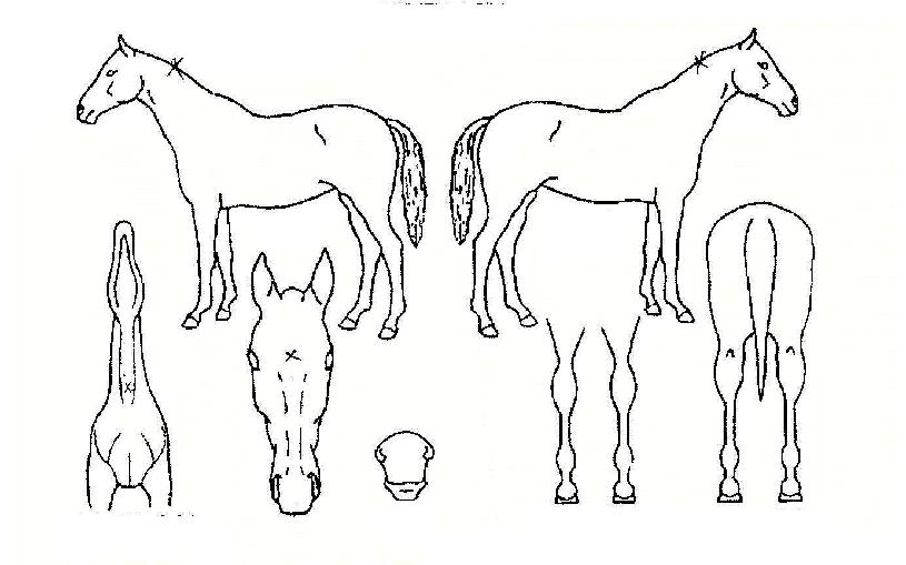 ¸ÚÁøÀο¬ÀÇ Ãø¸é,¿ì¸é,µÞ¸é,µÎ»ó,´Ù¸®ÀÇ Æ¯Â¡µµÇØ