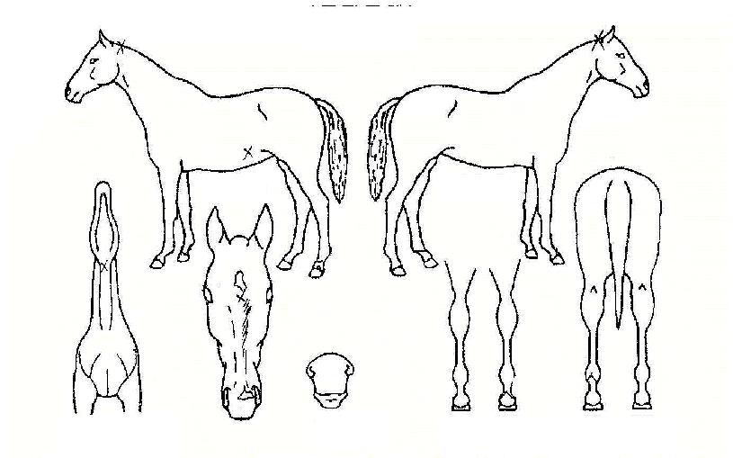 �ż����� ����,���,�޸�,�λ�,�ٸ��� Ư¡����