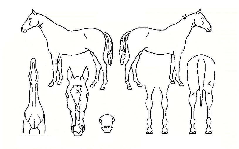 �����ºλ��� ����,���,�޸�,�λ�,�ٸ��� Ư¡����