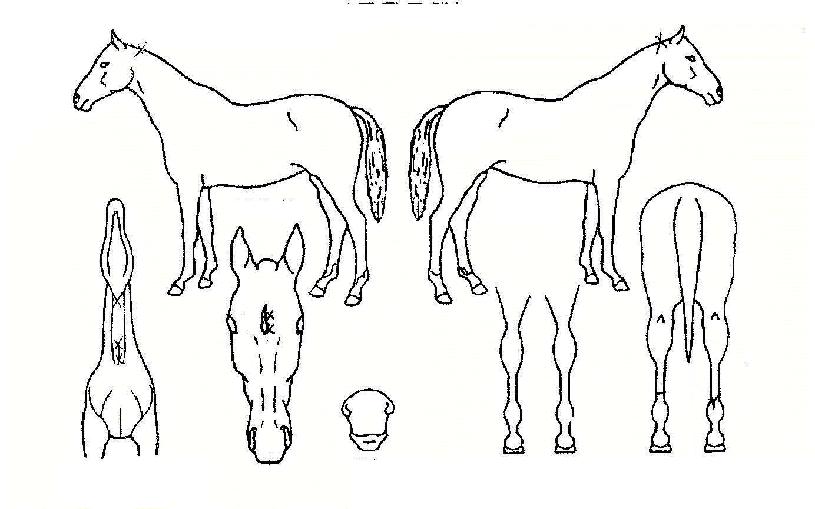 �������� ����,���,�޸�,�λ�,�ٸ��� Ư¡����