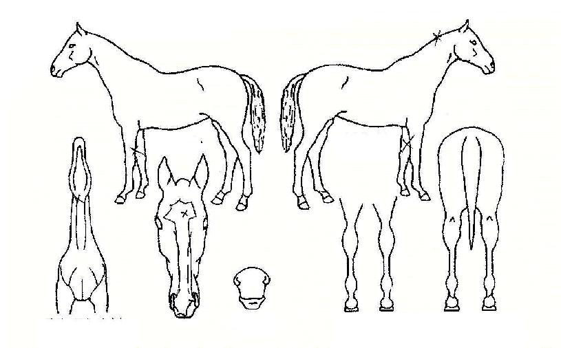 ��Ʈĭ�� ����,���,�޸�,�λ�,�ٸ��� Ư¡����