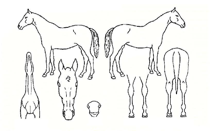 ºÎ»ê½Å±ºÀÇ Ãø¸é,¿ì¸é,µÞ¸é,µÎ»ó,´Ù¸®ÀÇ Æ¯Â¡µµÇØ