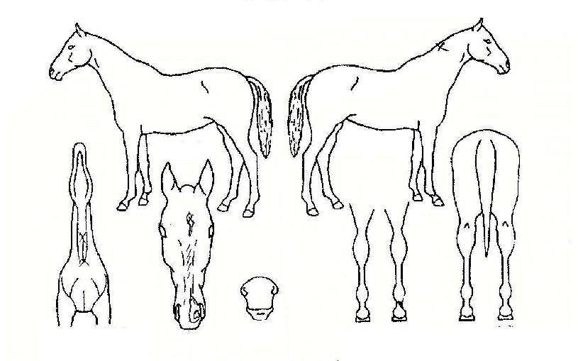 �ö��װ��� ����,���,�޸�,�λ�,�ٸ��� Ư¡����