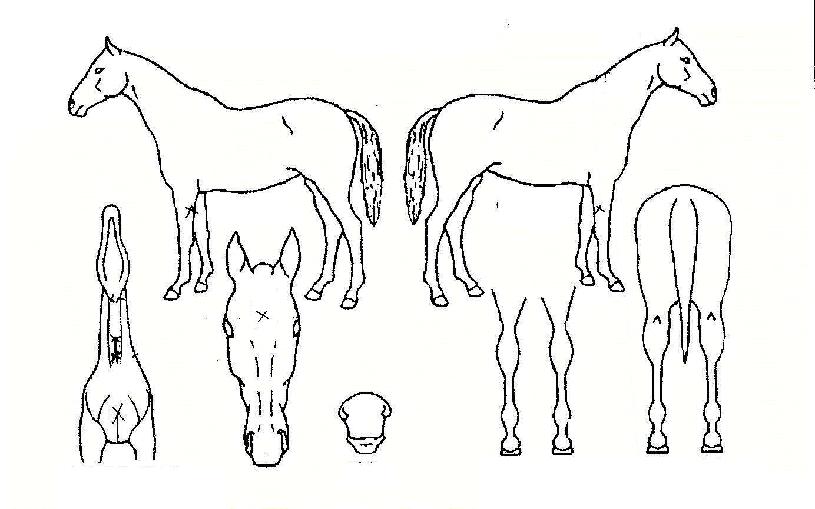 ºòĹÃ÷ÀÚ¸¶ÀÇ Ãø¸é,¿ì¸é,µÞ¸é,µÎ»ó,´Ù¸®ÀÇ Æ¯Â¡µµÇØ