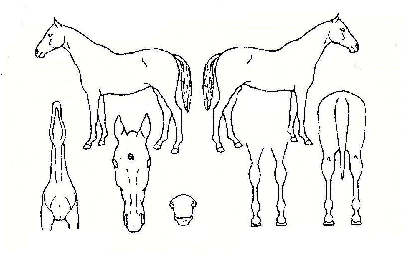 �����ݵ�����ڸ��� ����,���,�޸�,�λ�,�ٸ��� Ư¡����