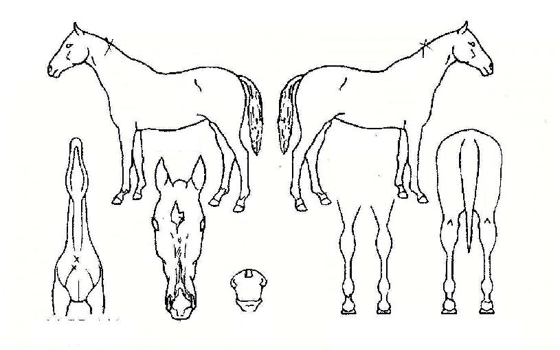 ���������� ����,���,�޸�,�λ�,�ٸ��� Ư¡����