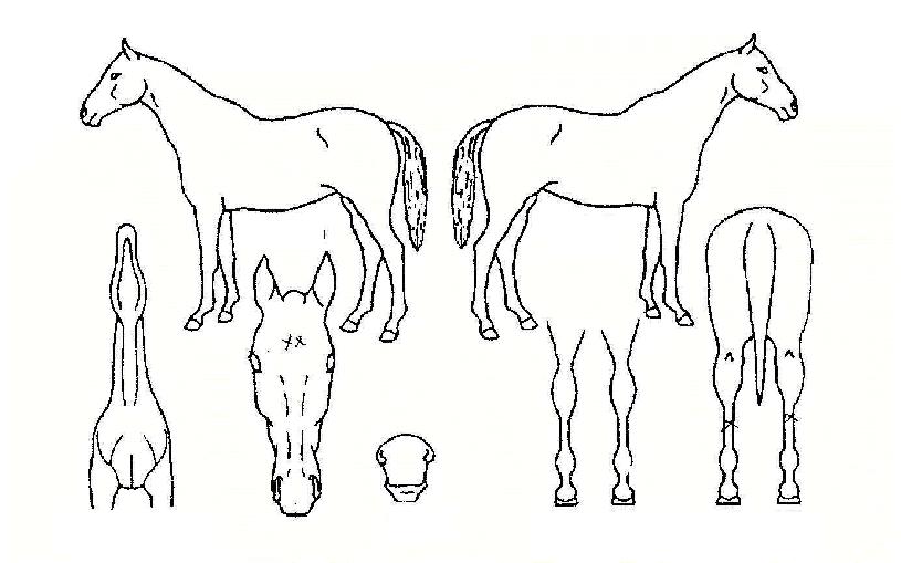 ���򷲳����� ����,���,�޸�,�λ�,�ٸ��� Ư¡����