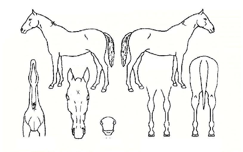 ÈæµÎÈ£·ÉÀÇ Ãø¸é,¿ì¸é,µÞ¸é,µÎ»ó,´Ù¸®ÀÇ Æ¯Â¡µµÇØ