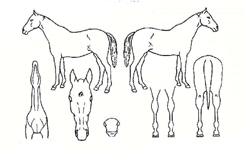 ¾Æ¶ó°ïÀÇ Ãø¸é,¿ì¸é,µÞ¸é,µÎ»ó,´Ù¸®ÀÇ Æ¯Â¡µµÇØ