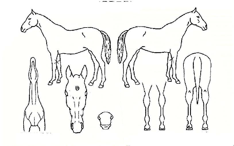 �����ǳ�� ����,���,�޸�,�λ�,�ٸ��� Ư¡����