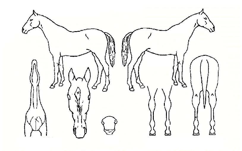 ��ī���� ����,���,�޸�,�λ�,�ٸ��� Ư¡����