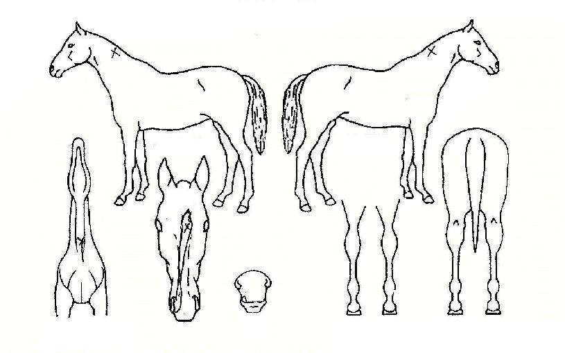 ¿Õ¹ß±ÁÀÇ Ãø¸é,¿ì¸é,µÞ¸é,µÎ»ó,´Ù¸®ÀÇ Æ¯Â¡µµÇØ