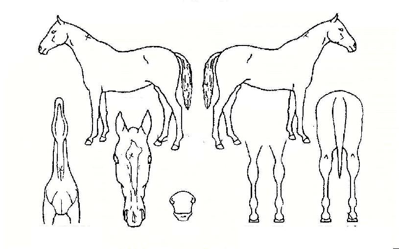 ¼º»ê¸¶·çÀÇ Ãø¸é,¿ì¸é,µÞ¸é,µÎ»ó,´Ù¸®ÀÇ Æ¯Â¡µµÇØ