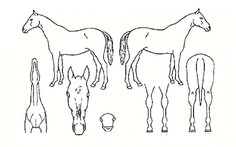 ¹ö´×ºô¸®ºêÀÇ Ãø¸é,¿ì¸é,µÞ¸é,µÎ»ó,´Ù¸®ÀÇ Æ¯Â¡µµÇØ