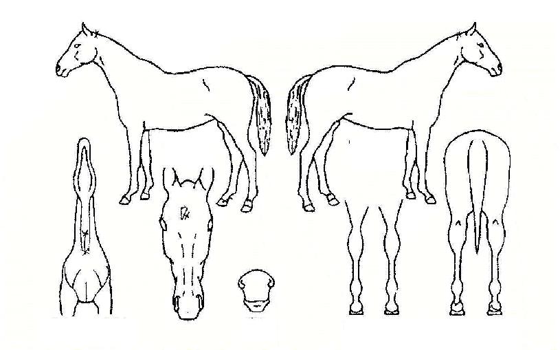 ������Ʈ���÷θӽ��ڸ��� ����,���,�޸�,�λ�,�ٸ��� Ư¡����