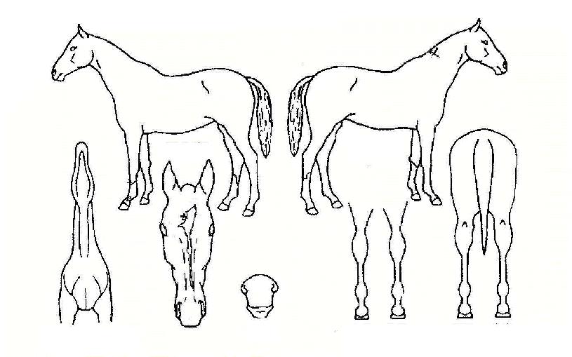 ½ºÀ§ÇÎÅõ¿£µåÀÇ Ãø¸é,¿ì¸é,µÞ¸é,µÎ»ó,´Ù¸®ÀÇ Æ¯Â¡µµÇØ