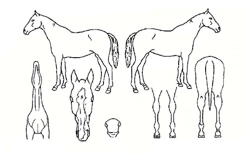 Æ÷Æ®´ÏÄÝÀÇ Ãø¸é,¿ì¸é,µÞ¸é,µÎ»ó,´Ù¸®ÀÇ Æ¯Â¡µµÇØ