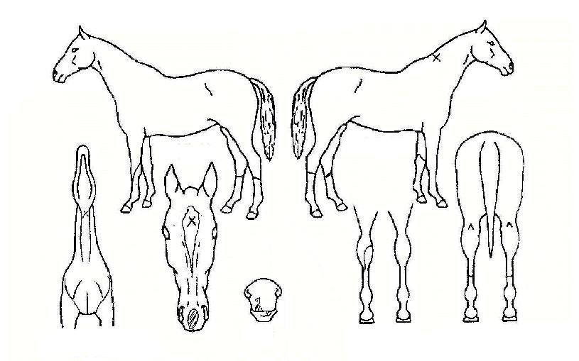 ·°¼Å¸®ÀÇ Ãø¸é,¿ì¸é,µÞ¸é,µÎ»ó,´Ù¸®ÀÇ Æ¯Â¡µµÇØ