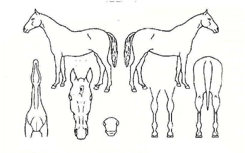 °ñµçÀ§Å©ÀÇ Ãø¸é,¿ì¸é,µÞ¸é,µÎ»ó,´Ù¸®ÀÇ Æ¯Â¡µµÇØ