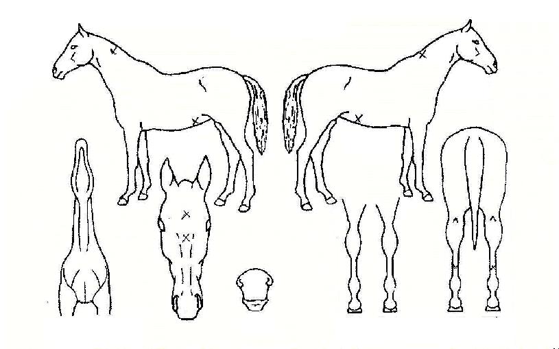 �������� ����,���,�޸�,�λ�,�ٸ��� Ư¡����