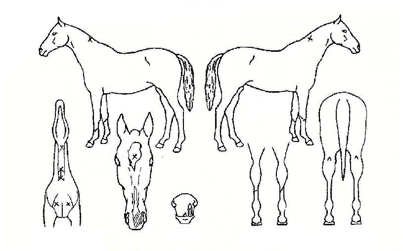 õ�Ͽ��屺�� ����,���,�޸�,�λ�,�ٸ��� Ư¡����