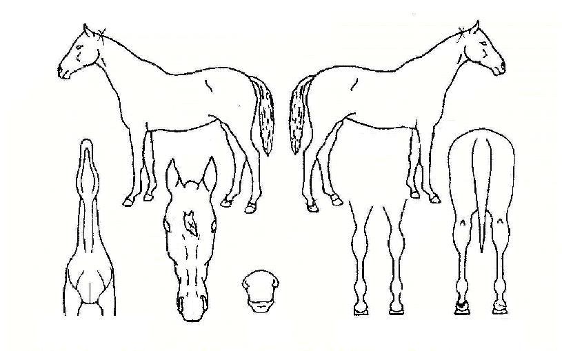 ����Ʈ�÷����� ����,���,�޸�,�λ�,�ٸ��� Ư¡����