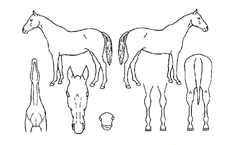 ´Þ¸µÇÁ¸°¼¼½ºÀÇ Ãø¸é,¿ì¸é,µÞ¸é,µÎ»ó,´Ù¸®ÀÇ Æ¯Â¡µµÇØ