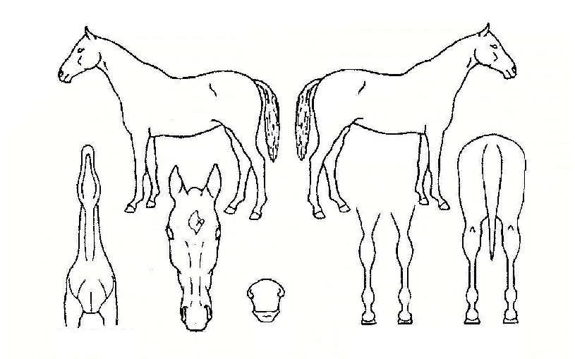 �������������� ����,���,�޸�,�λ�,�ٸ��� Ư¡����