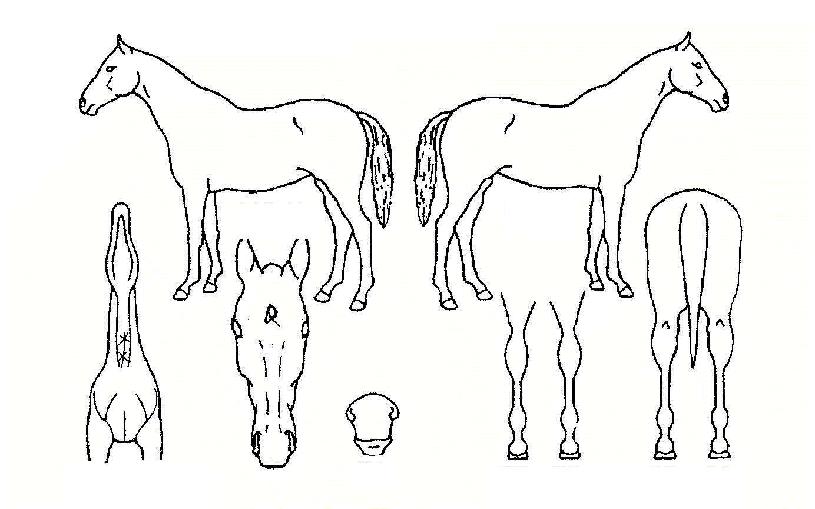 �Ҹ����� ����,���,�޸�,�λ�,�ٸ��� Ư¡����