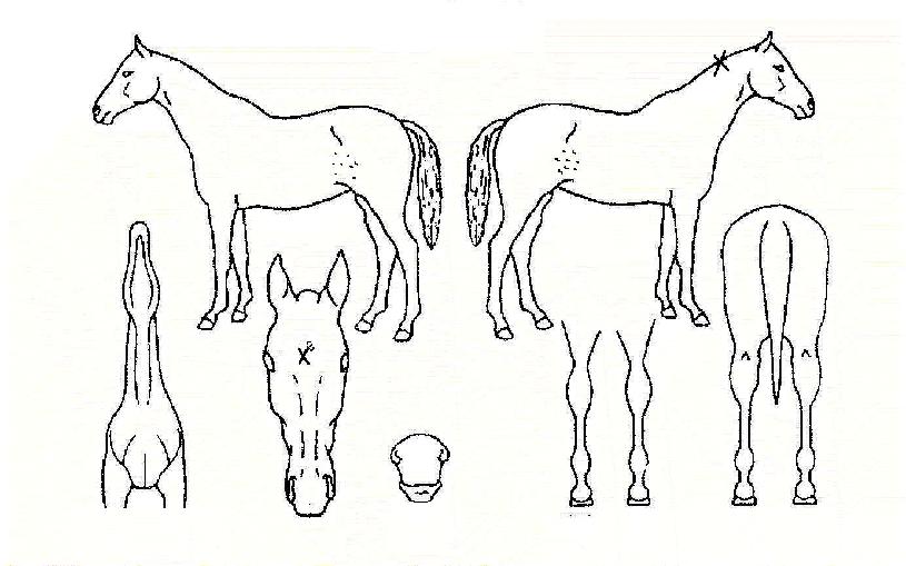 ����Ⱥ��丮�� ����,���,�޸�,�λ�,�ٸ��� Ư¡����