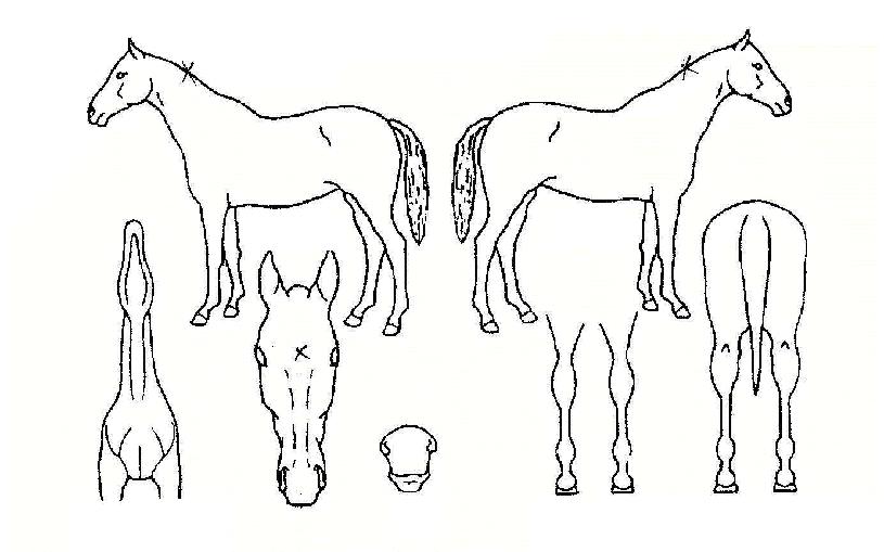 ¹Ù¶÷ÀǾƵéÀÇ Ãø¸é,¿ì¸é,µÞ¸é,µÎ»ó,´Ù¸®ÀÇ Æ¯Â¡µµÇØ