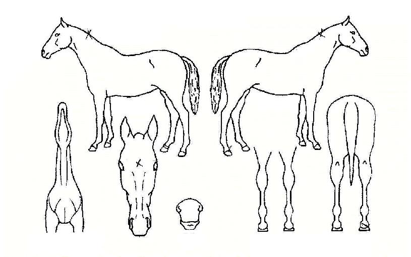 ½ºÇǸ®Ã÷·êÀÚ¸¶ÀÇ Ãø¸é,¿ì¸é,µÞ¸é,µÎ»ó,´Ù¸®ÀÇ Æ¯Â¡µµÇØ