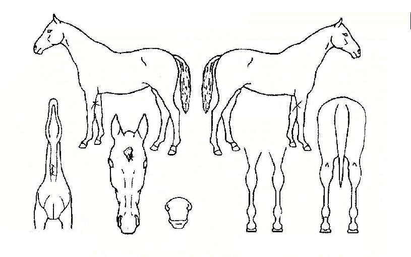 ·¯´×È÷¾î·ÎÀÇ Ãø¸é,¿ì¸é,µÞ¸é,µÎ»ó,´Ù¸®ÀÇ Æ¯Â¡µµÇØ