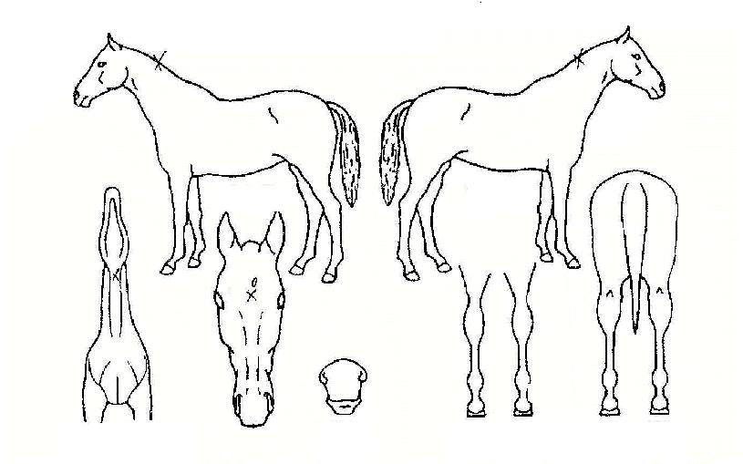 Ȱ�������� ����,���,�޸�,�λ�,�ٸ��� Ư¡����