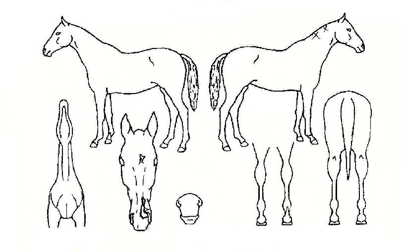 �̽���è���� ����,���,�޸�,�λ�,�ٸ��� Ư¡����