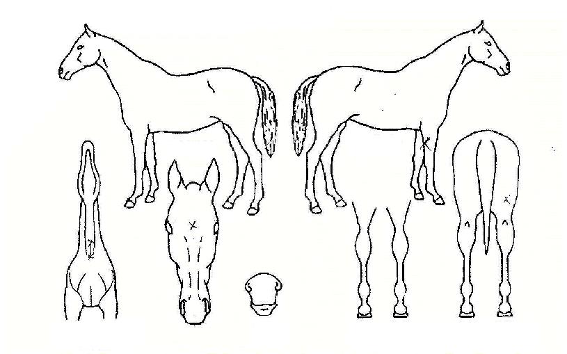 ���������� ����,���,�޸�,�λ�,�ٸ��� Ư¡����