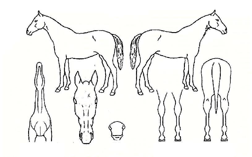 ����è���� ����,���,�޸�,�λ�,�ٸ��� Ư¡����