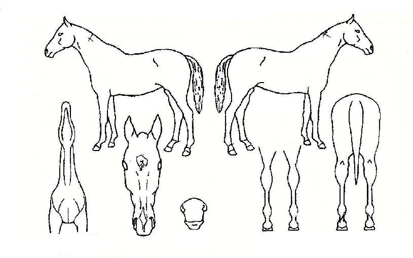 ·ç¹Ì³ª¸®¿¡ÀÇ Ãø¸é,¿ì¸é,µÞ¸é,µÎ»ó,´Ù¸®ÀÇ Æ¯Â¡µµÇØ