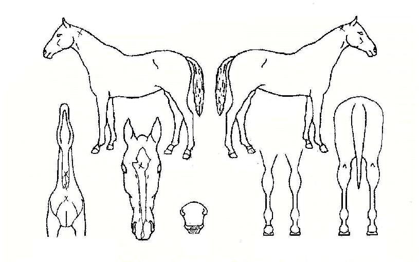 ÇʽºÀÈÀÇ Ãø¸é,¿ì¸é,µÞ¸é,µÎ»ó,´Ù¸®ÀÇ Æ¯Â¡µµÇØ