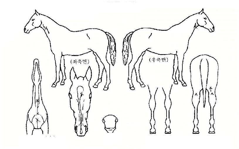 �¸�ġ�� ����,���,�޸�,�λ�,�ٸ��� Ư¡����