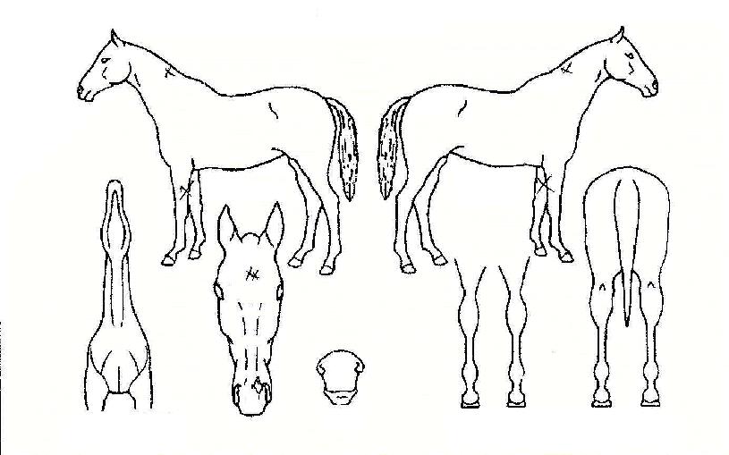 ²Þ²Ù´ÂÀÇ Ãø¸é,¿ì¸é,µÞ¸é,µÎ»ó,´Ù¸®ÀÇ Æ¯Â¡µµÇØ