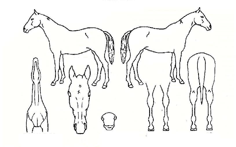 ¿¡¾îèÇÁÀÇ Ãø¸é,¿ì¸é,µÞ¸é,µÎ»ó,´Ù¸®ÀÇ Æ¯Â¡µµÇØ