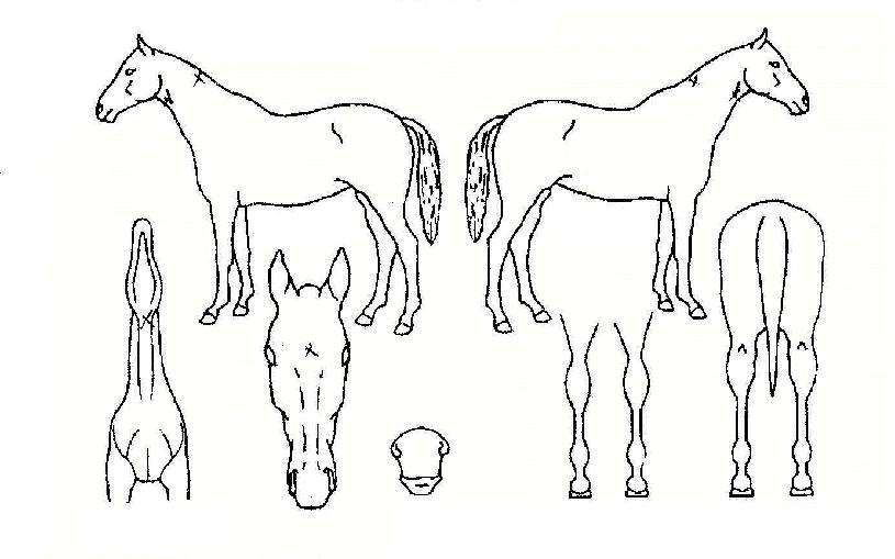 ������ ����,���,�޸�,�λ�,�ٸ��� Ư¡����