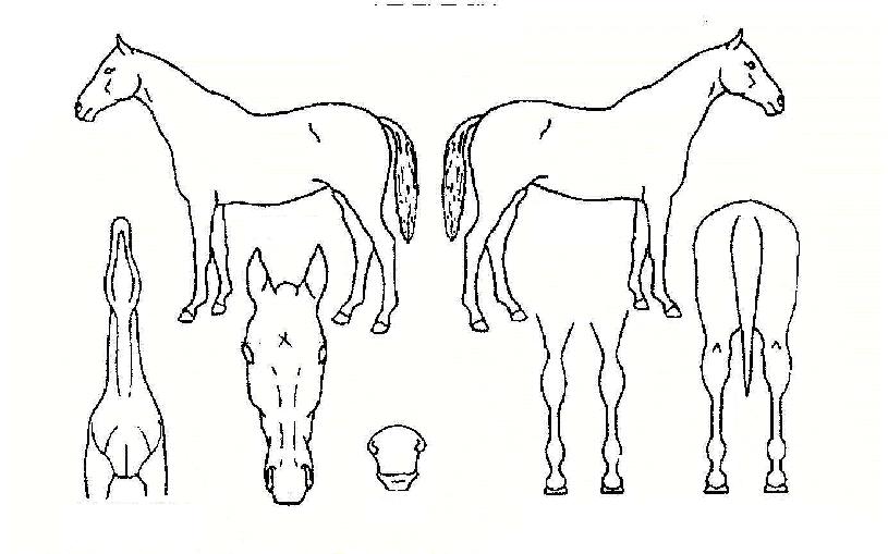 ���������� ����,���,�޸�,�λ�,�ٸ��� Ư¡����